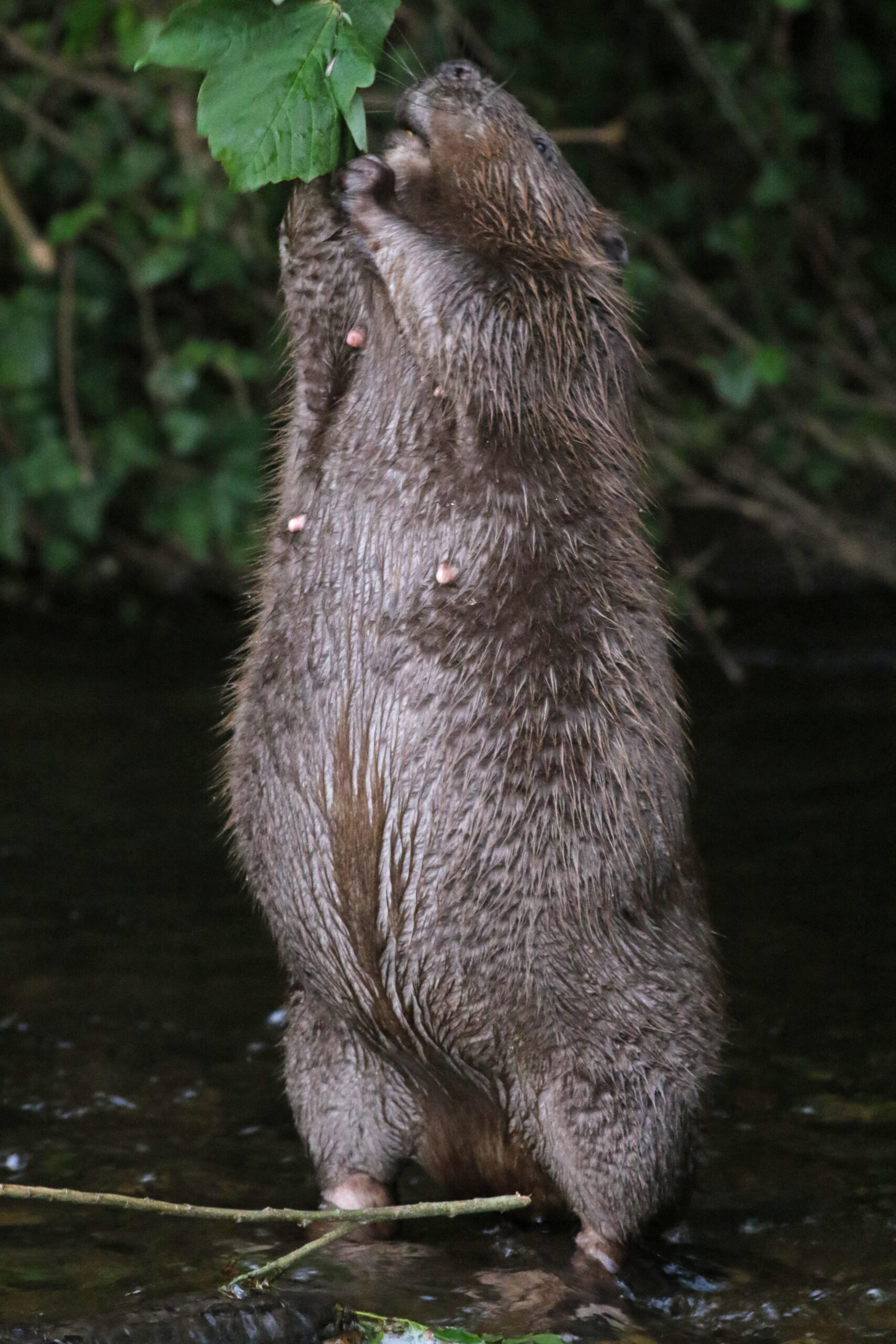 beaver travel uk